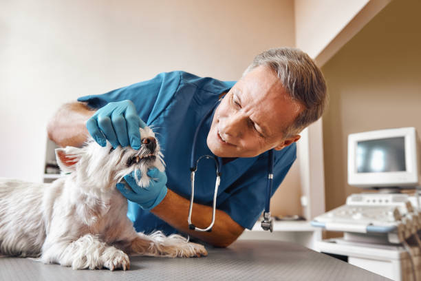 Best Dental Abscess Treatment in Dawson, MN